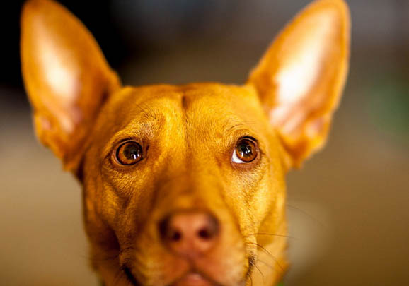 法老王猎犬多少钱一只