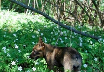 柯基犬瘟热初期症状