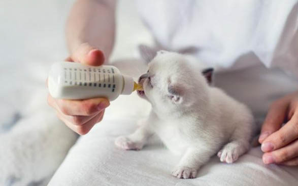 土耳其的梵猫价格每只多少钱一只