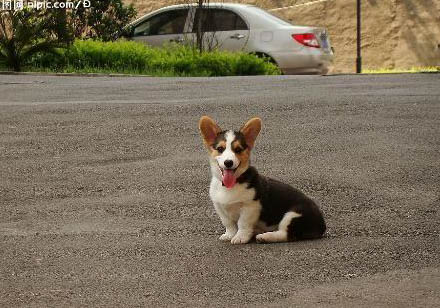 纯种柯基犬多少钱一只？