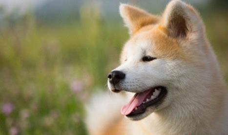 秋田犬价格一般多少钱一只