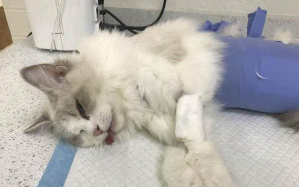 猫咪濒死状态可以维持多久