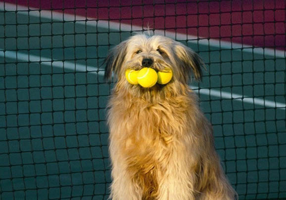 美国水猎犬大概多少钱一只