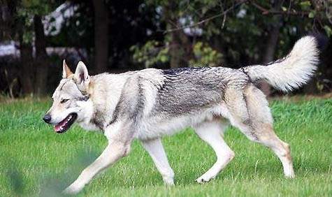 捷克狼犬价格多少钱一只幼犬