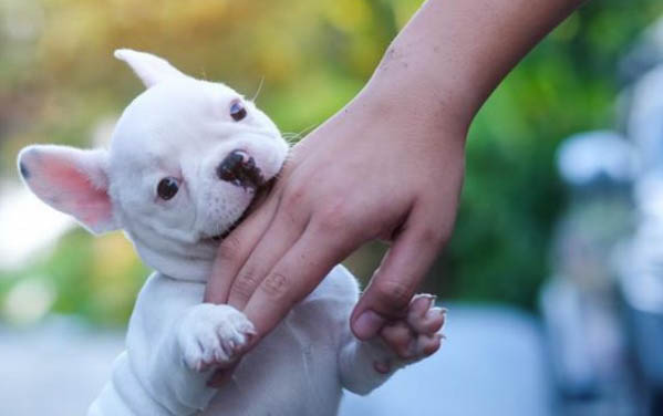 小狗犬瘟多久传染给人