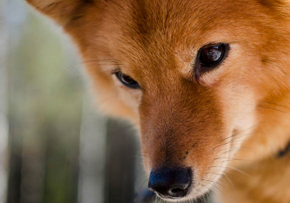 伊比赞猎犬怎么判断生病了