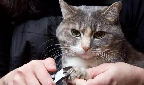 猫咪吃的止痛药主要有哪些