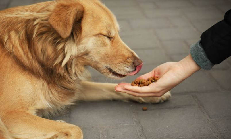 犬瘟热是什么症状