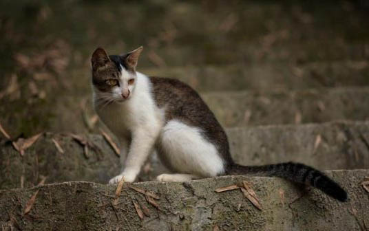 猫咪吐白沫但是精神很好是为什么