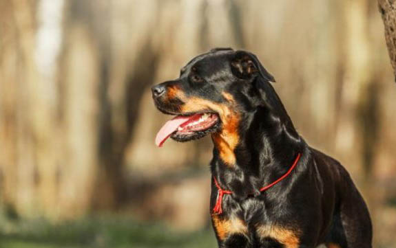 犬瘟治疗要多少钱