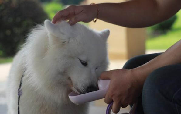 狗狗突然乱叫抽搐死亡是什么引起的