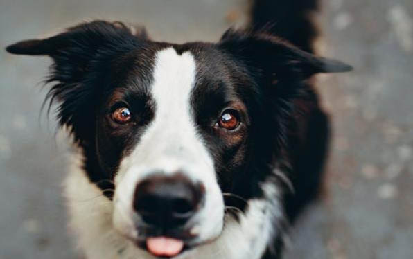 边境牧羊犬打嗝怎么办