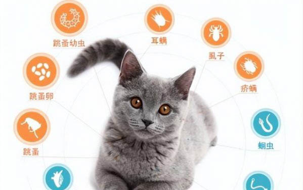 猫的寿命是多久