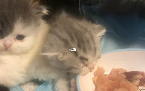 小奶猫为什么不吃不喝一直叫？