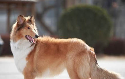 狗狗狂犬疫苗多少钱一针