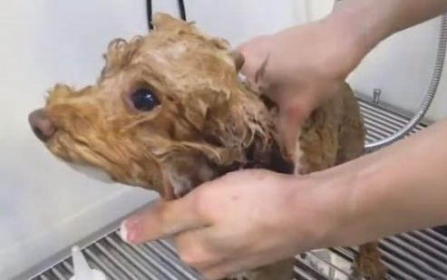 纯种泰迪犬犬瘟过后多久能再养小狗