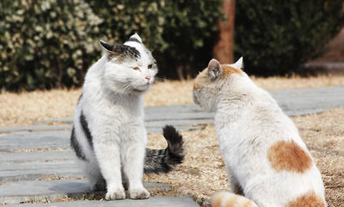 怎么样训猫教它听话