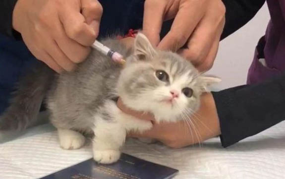 怎么训练让猫咪听话