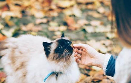 猫咪一天喝多少酸奶最合适