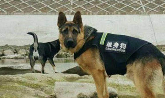 德国牧羊犬怎么训练才听话