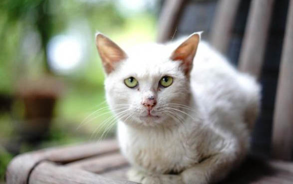 刚出生的小猫可以喝豆奶粉吗