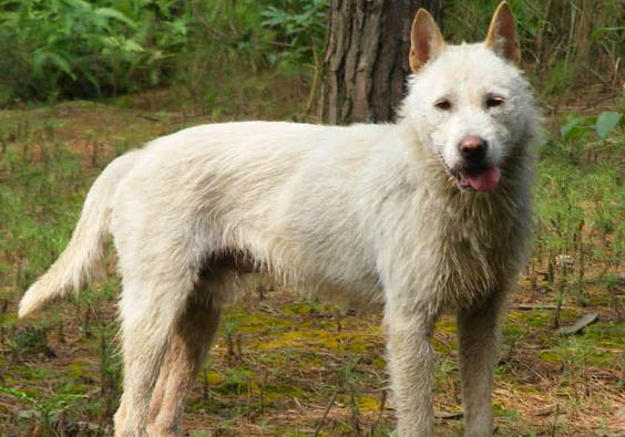 正宗下司犬多少钱一只图片