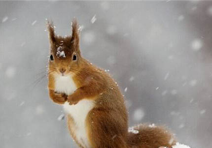 雪地松鼠能家养吗雪地松鼠的养殖方法