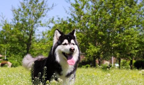 狗狗感染犬瘟多久能治好