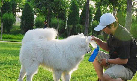 萨摩耶犬不能吃什么