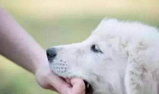 狂犬病猫十天内必死吗