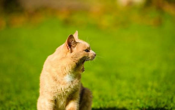 两只成年陌生公猫多久能好