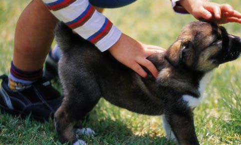 犬冠状病毒症状有哪些