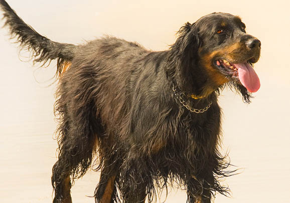 爱尔兰雪达犬的原产地在哪里