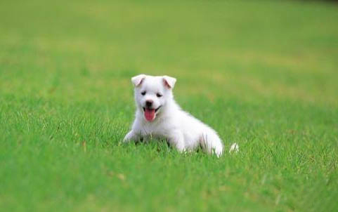 如何挑选金毛犬幼犬