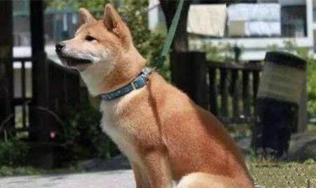 中华田园犬土狗买钱多少钱一只