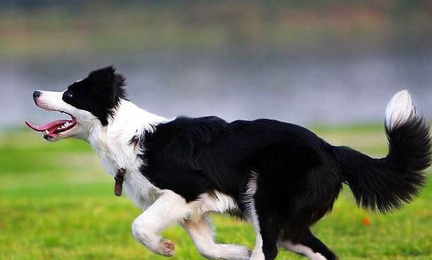 苏格兰牧羊犬打理毛发工具及注意事项