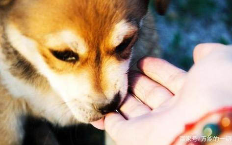 怎么辨别小狗有狂犬病