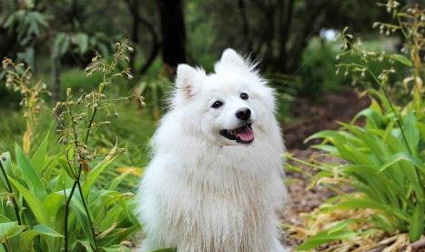 萨摩耶犬的饲养要点有哪些