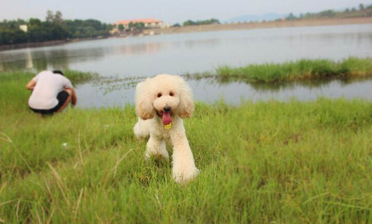 贵宾犬多少钱一只