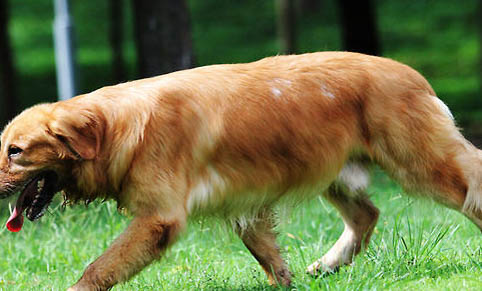 纯种金毛犬多少钱怎么挑选