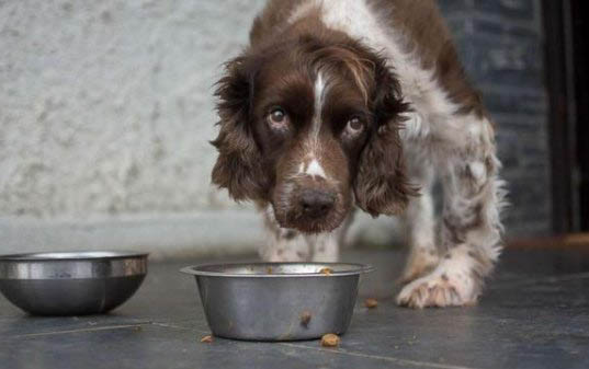 犬瘟治好需要多少钱