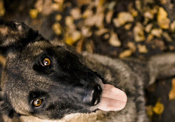 狗狗脸上长了个肉疙瘩怎么办