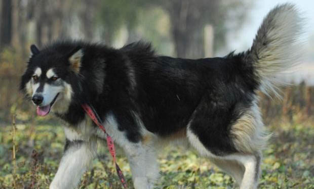 阿拉斯加犬和哈士奇有什么区别