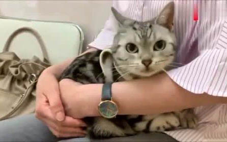 大猫接受小猫的表现