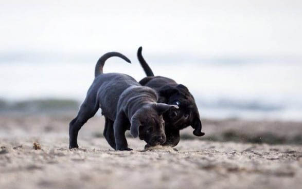 怎么区分幼犬公母?