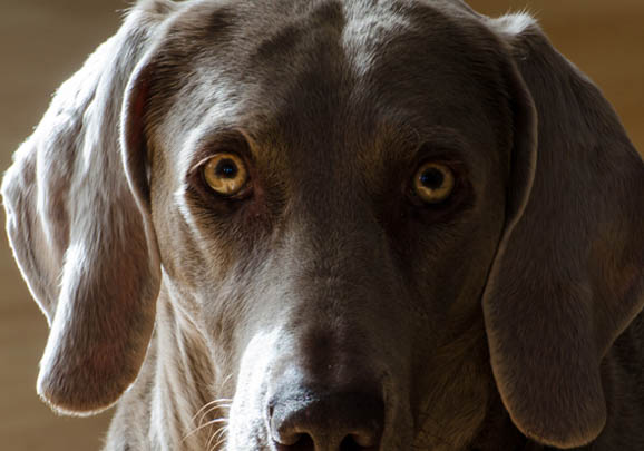 法老王猎犬一般多少钱一只