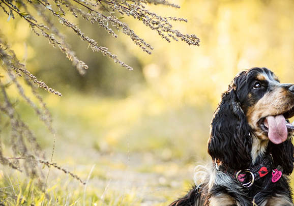 黑色可卡犬犬多少钱一只