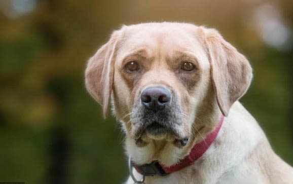 拉布拉多犬狗笼多大合适