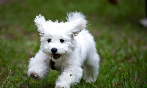 如何选择纯种比熊犬狗粮呢