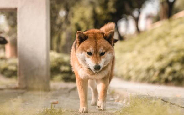 狗狗吐黄水但是精神好怎么办